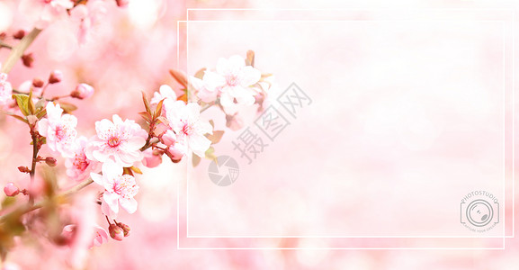 桃话粉红色桃花唯美春意背景设计图片