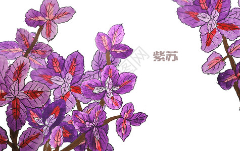 紫苏中药材手绘水彩中药材紫苏插画