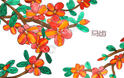 食用花卉手绘水彩中药材马齿笕插画