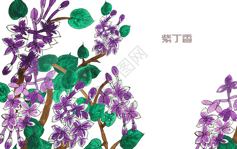 淡紫色丁香花手绘水彩紫丁香花插画