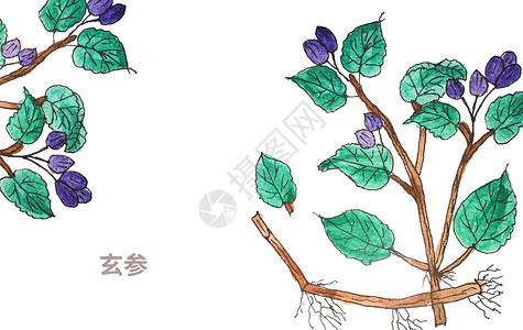 手绘水彩中药材玄参插画