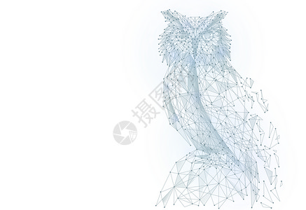 北灰鹟鸟类猫头鹰设计图片