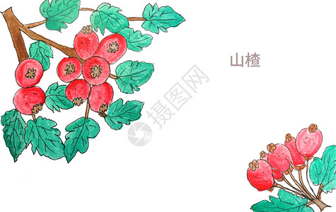 山楂药材手绘水彩中药材山楂插画