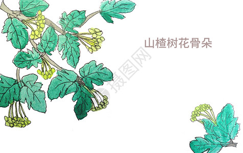 嫩黄的树叶手绘水彩山楂树花骨朵插画