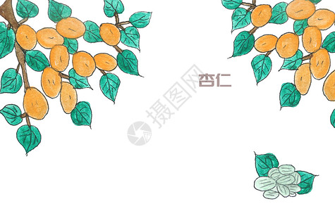 食用水果手绘水彩中药材杏仁插画