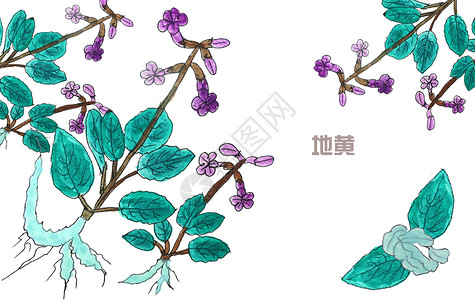 怀地黄手绘水彩中药材地黄插画