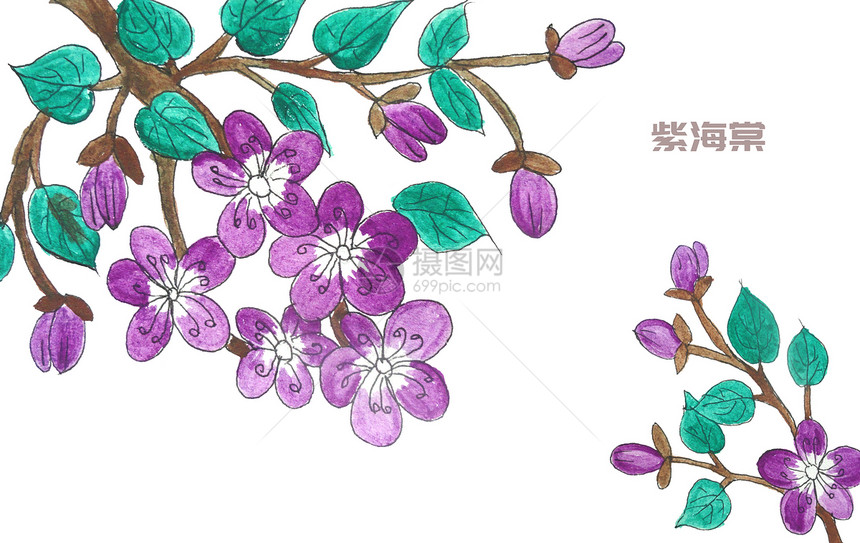 手绘水彩紫海棠图片