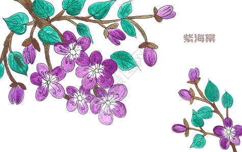 手绘水彩紫海棠高清图片