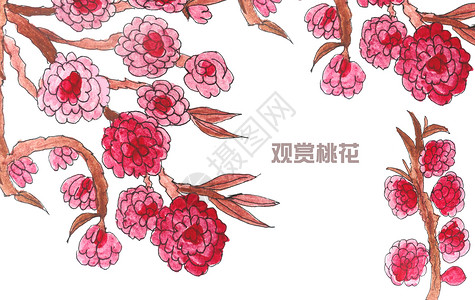 观赏花卉手绘水彩桃花插画