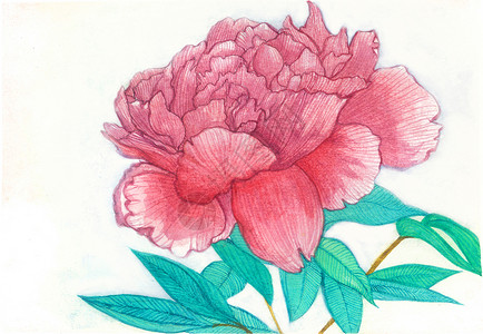 简单花卉手绘牡丹插画