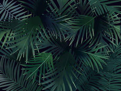 热带植物背景背景图片