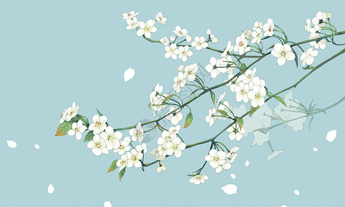 白色鲜花素材梨花背景插画