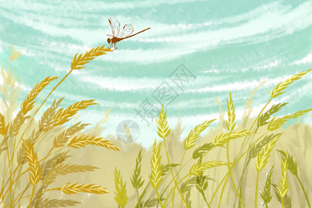 小满小麦蜻蜓小满插画