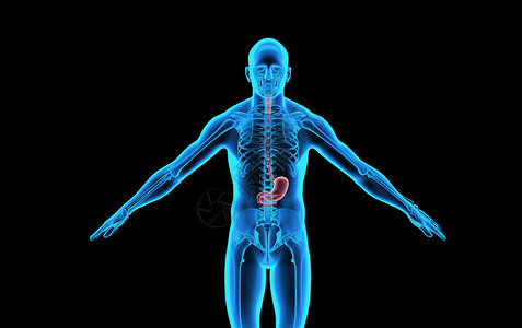 人体内脏-胃高清图片