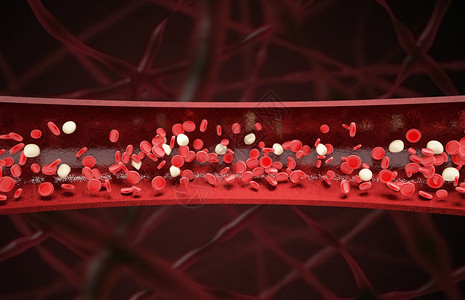 哺乳动物的血红细胞血管场景设计图片