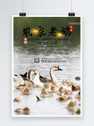 海鱼养殖农家老鹅宣传海报模板