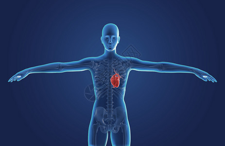 医疗疾病知识人体心脏设计图片
