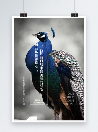 五彩斑斓孔雀保护野生动物孔雀公益海报设计模板