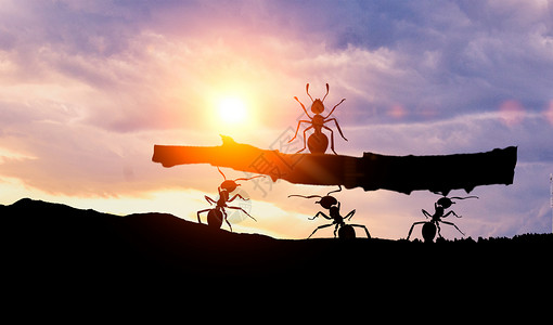 夕阳下的蚂蚁团结合作背景设计图片