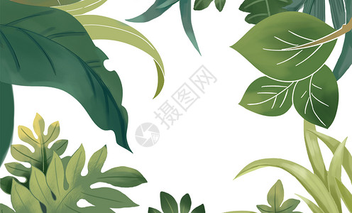 热带绿植水彩热带叶子插画