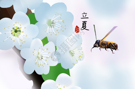 立夏蜜蜂背景素材高清图片