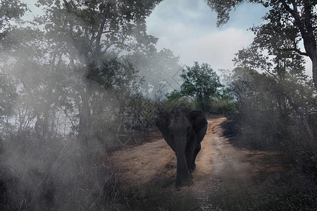 大象表演迷雾森林中的大象设计图片