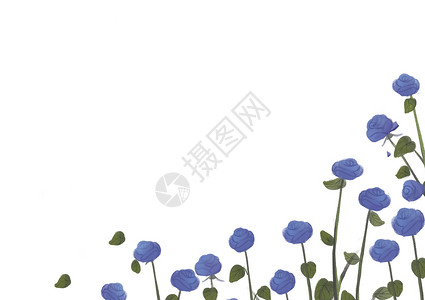 玫瑰蓝植物边框植物二分之一留白背景插画