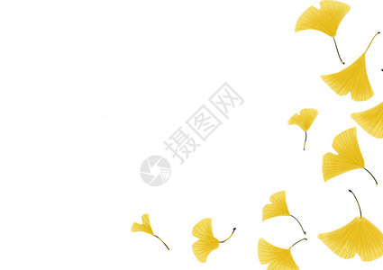 黄色落叶叶子银杏留白背景插画