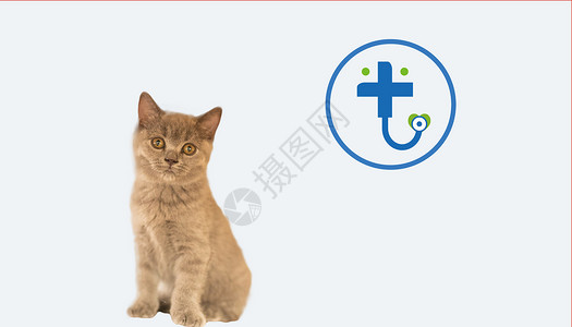 小奶猫图片免费下载宠物健康医疗设计图片