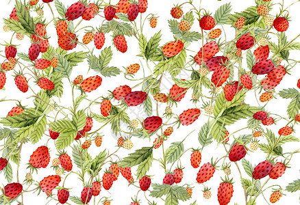 大束玫瑰草莓植物背景素材插画