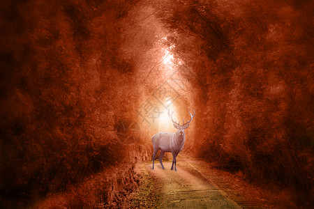 黄昏光森林里的麋鹿设计图片
