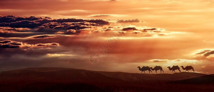 黑白骆驼大漠黄昏设计图片