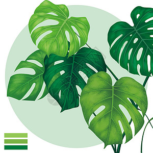 花卉植物龟背竹植物高清图片