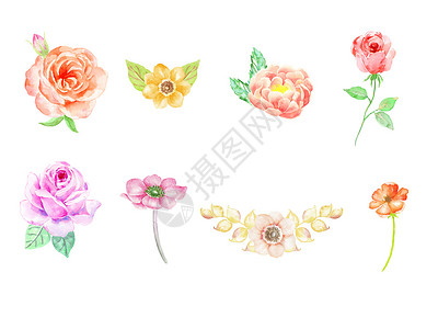 蔷薇花素材水彩手绘花卉插画
