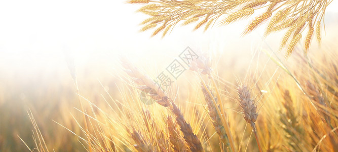 麦穗水稻小麦芒种设计图片