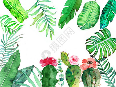 龟背植物水彩手绘植物插画