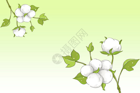 棉花花卉背景背景图片