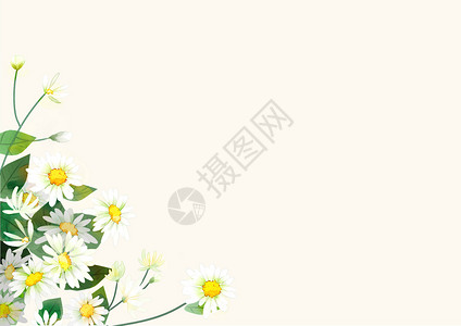 雏菊留白背景图片