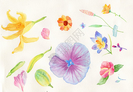 花卉背景元素背景图片