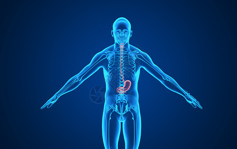 肠胃海报人体胃部背景设计图片