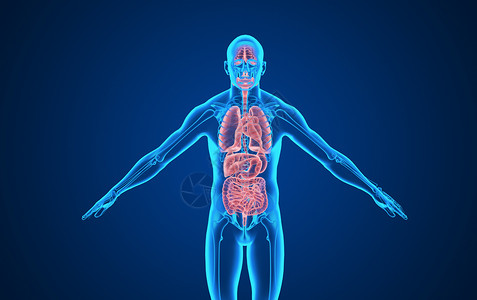 损害内脏人体五脏器官背景设计图片