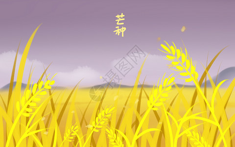 芒种的稻田图片
