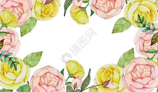 黄色玫瑰花边框花卉插画