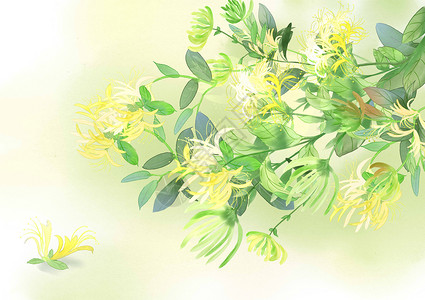 金银花手绘植物鹅掌藤高清图片