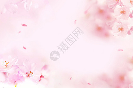 粉色花朵清新背景高清图片