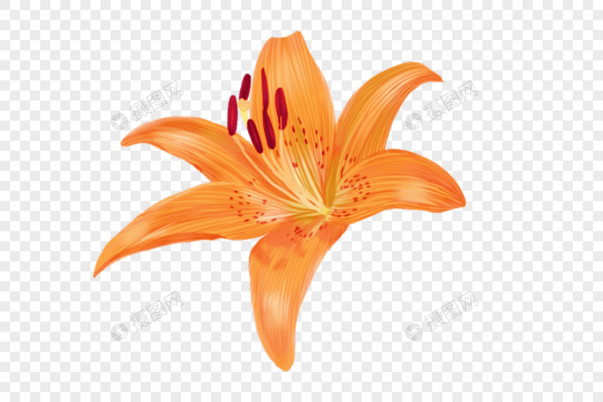 热带花卉图片