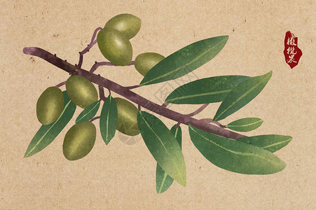 橄榄果实中国风橄榄茶插画