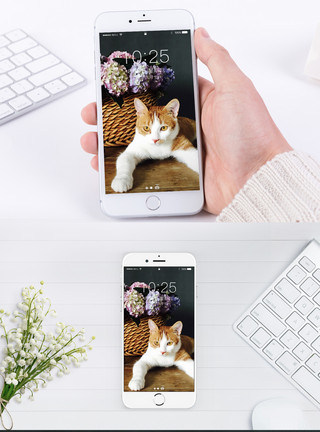 猫咪和花朵猫咪手机壁纸模板