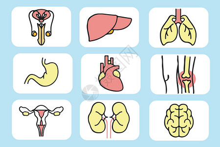 人体器官肝脏图标高清图片