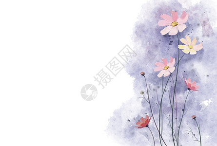 波斯菊紫色糖果边框高清图片
